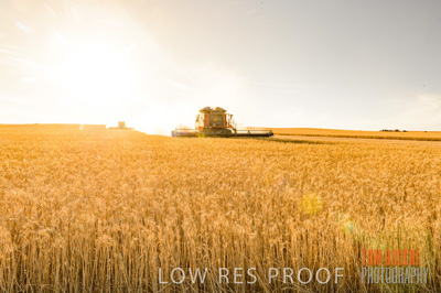 November 2013 / GRAIN_HARVEST_772