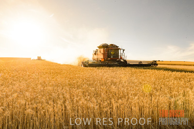 November 2013 / GRAIN_HARVEST_773