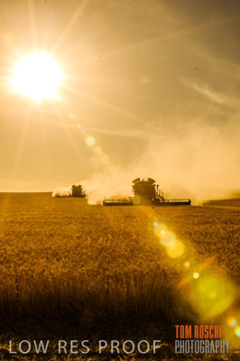 November 2013 / GRAIN_HARVEST_774