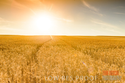 November 2013 / GRAIN_HARVEST_775