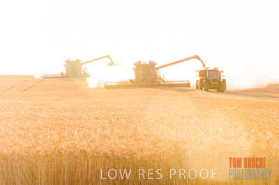 November 2013 / GRAIN_HARVEST_777