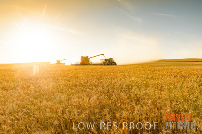 November 2013 / GRAIN_HARVEST_778