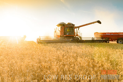 November 2013 / GRAIN_HARVEST_781