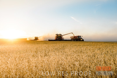 November 2013 / GRAIN_HARVEST_785