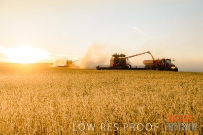November 2013 / GRAIN_HARVEST_786