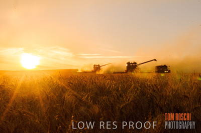 November 2013 / GRAIN_HARVEST_787