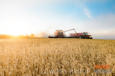 November 2013 / GRAIN_HARVEST_788