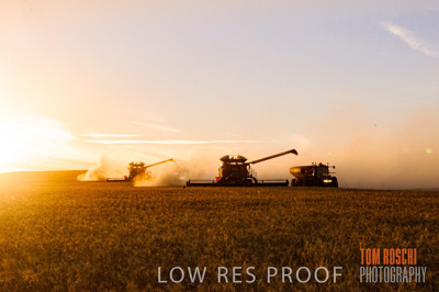 November 2013 / GRAIN_HARVEST_789