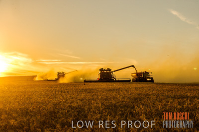 November 2013 / GRAIN_HARVEST_790