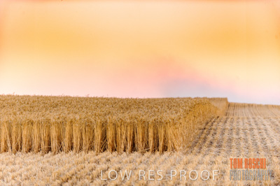 November 2013 / GRAIN_HARVEST_791