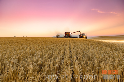 November 2013 / GRAIN_HARVEST_793