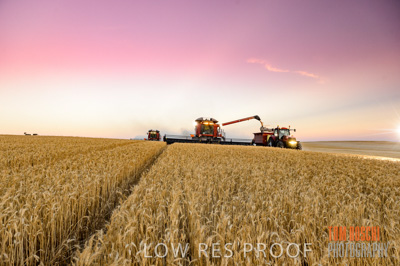 November 2013 / GRAIN_HARVEST_794