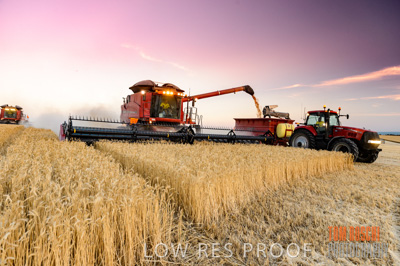 November 2013 / GRAIN_HARVEST_796