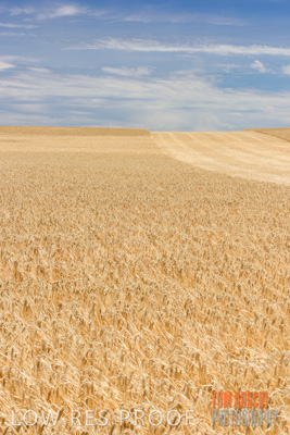 November 2014 / GRAIN_HARVEST_891