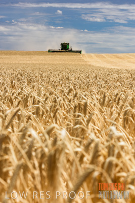 November 2014 / GRAIN_HARVEST_895