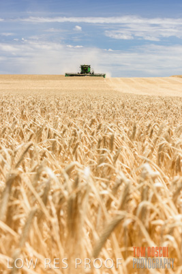 November 2014 / GRAIN_HARVEST_897