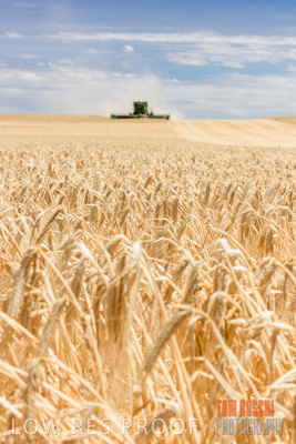 November 2014 / GRAIN_HARVEST_898