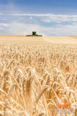 November 2014 / GRAIN_HARVEST_899