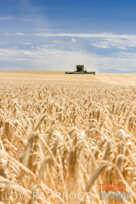 November 2014 / GRAIN_HARVEST_900