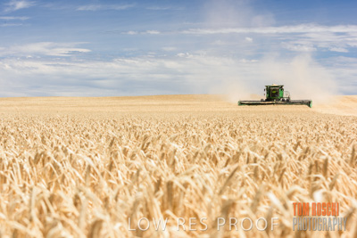 November 2014 / GRAIN_HARVEST_902