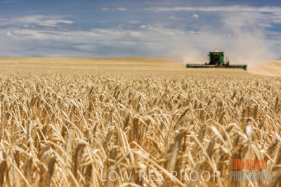 November 2014 / GRAIN_HARVEST_904