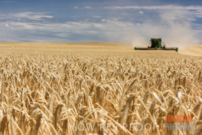 November 2014 / GRAIN_HARVEST_905