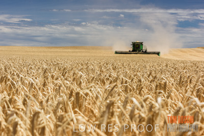 November 2014 / GRAIN_HARVEST_906