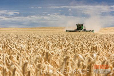 November 2014 / GRAIN_HARVEST_907