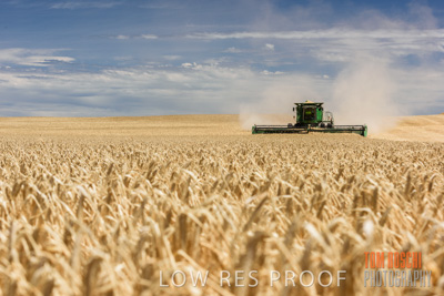 November 2014 / GRAIN_HARVEST_908