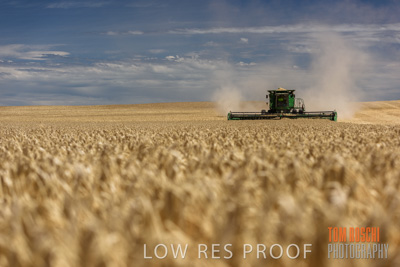 November 2014 / GRAIN_HARVEST_909