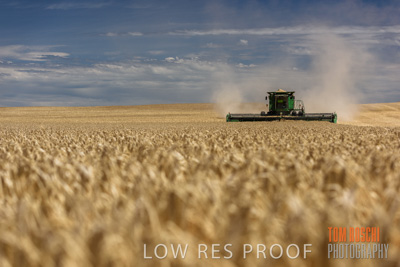 November 2014 / GRAIN_HARVEST_910