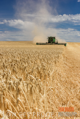 November 2014 / GRAIN_HARVEST_918