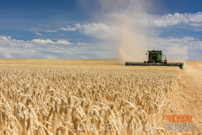 November 2014 / GRAIN_HARVEST_920