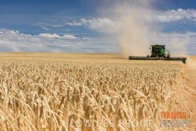 November 2014 / GRAIN_HARVEST_922