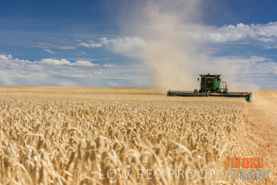 November 2014 / GRAIN_HARVEST_923