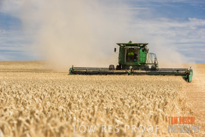 November 2014 / GRAIN_HARVEST_925