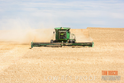 November 2014 / GRAIN_HARVEST_937