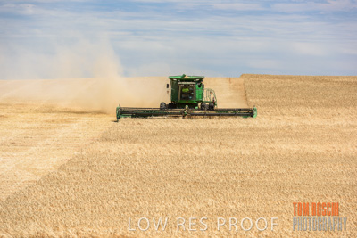 November 2014 / GRAIN_HARVEST_938
