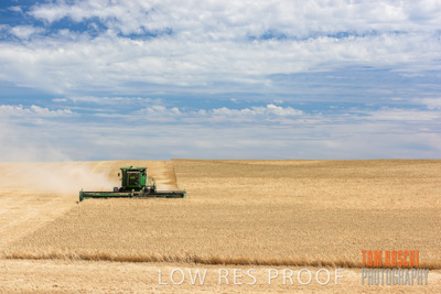 November 2014 / GRAIN_HARVEST_939