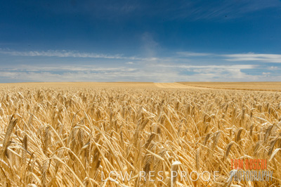 November 2014 / GRAIN_HARVEST_941