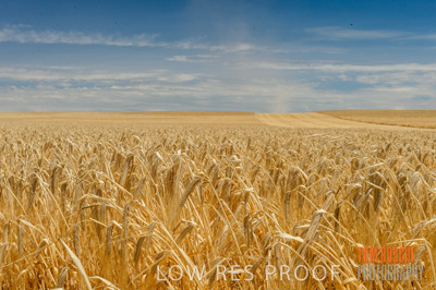 November 2014 / GRAIN_HARVEST_943