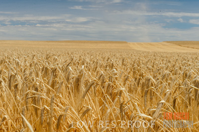 November 2014 / GRAIN_HARVEST_944