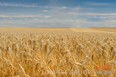 November 2014 / GRAIN_HARVEST_945