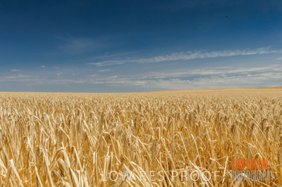 November 2014 / GRAIN_HARVEST_946