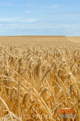 November 2014 / GRAIN_HARVEST_947