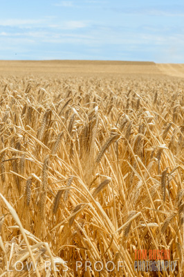 November 2014 / GRAIN_HARVEST_948