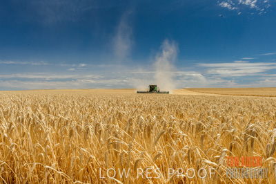 November 2014 / GRAIN_HARVEST_950