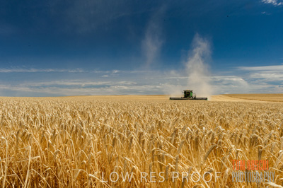 November 2014 / GRAIN_HARVEST_951