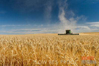 November 2014 / GRAIN_HARVEST_956