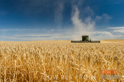 November 2014 / GRAIN_HARVEST_957